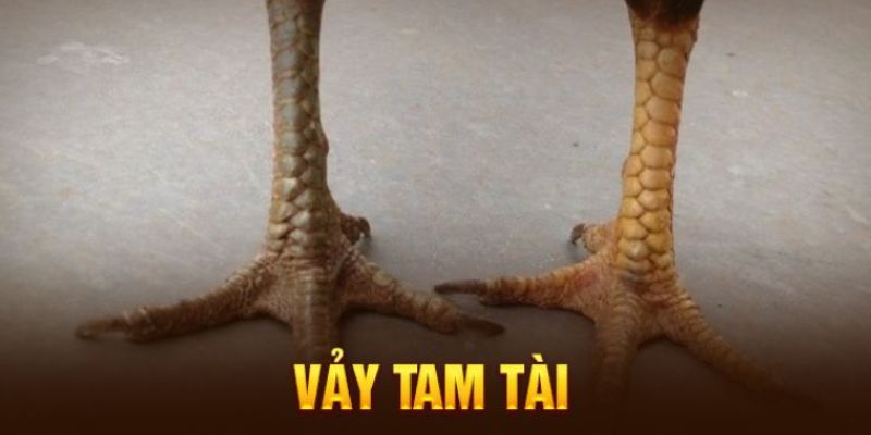 Các loại vảy gà phủ địa được nhiều người yêu thích
